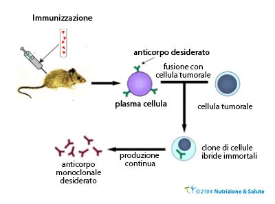 Meccanismo d'azione degli anticorpi monoclonali