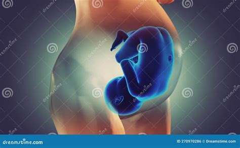 Illustrazione del feto all'interno dell'utero