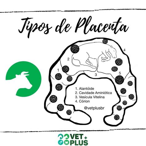 Placenta bovina cotiledonata