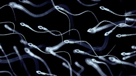 micrografia di spermatozoi sani