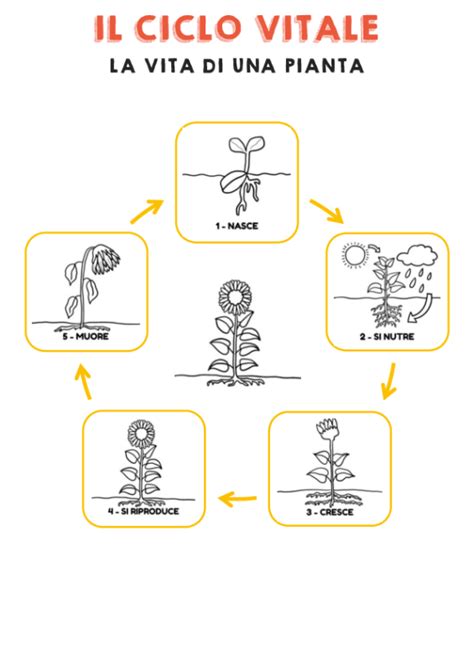 Schema del ciclo vitale di una pianta con doppia fecondazione
