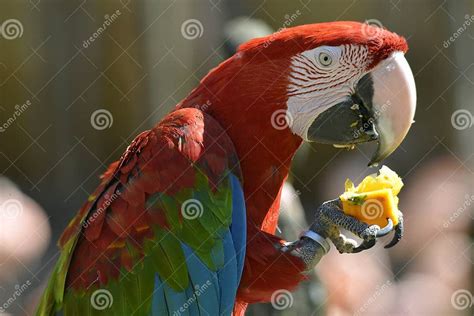 Ara che mangia frutta