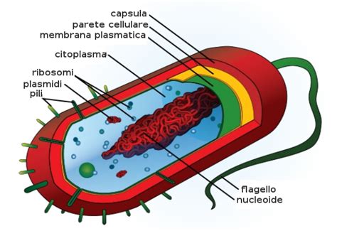 Diagramma della struttura di un batterio Streptococcus