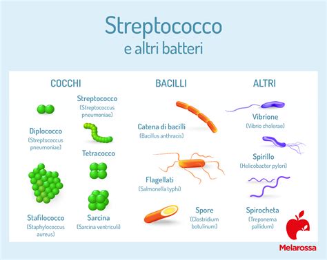 Grafico dei diversi tipi di streptococco e le loro malattie associate