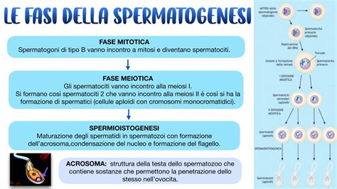 Diagramma che illustra le fasi della spermatogenesi