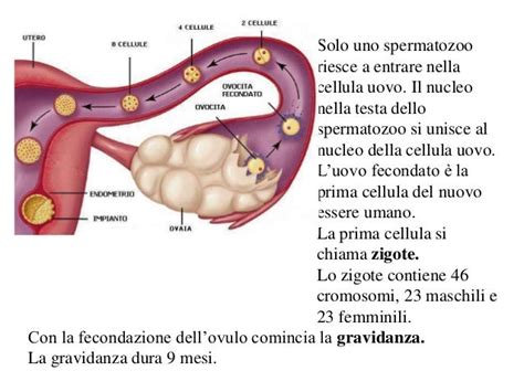 Diagramma del percorso dello sperma nella donna