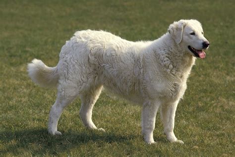 A large, magnificent white dog, possibly a Pyrenean mountain dog