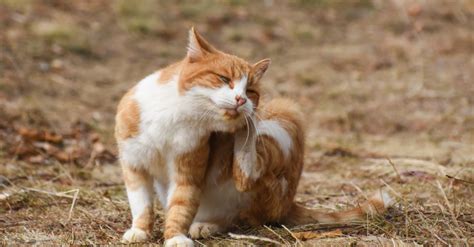 gatto con pulci