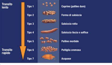 Schema delle feci di canarino sano e malato