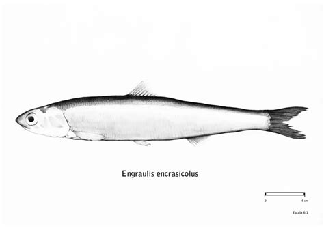 Acciuga (Engraulis encrasicolus) in dettaglio