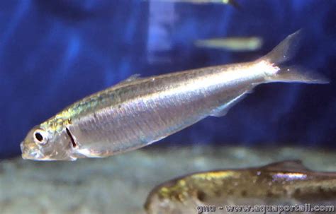 Sardina (Sardina pilchardus) adulta