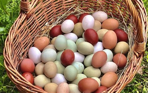 diverse colorazioni di uova di gallina