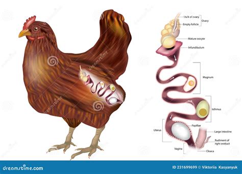 diagramma del sistema riproduttivo femminile di una gallina