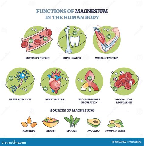 schema delle funzioni del magnesio nel corpo umano