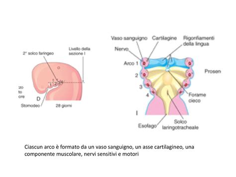 rappresentazione schematica dell'embrione umano con evidenza degli archi faringei