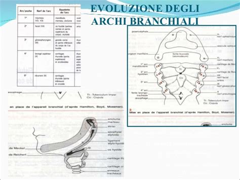 mappa anatomica della connessione nervosa tra archi branchiali e padiglione auricolare