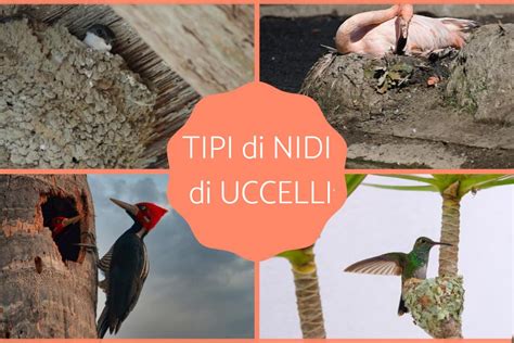 tipi di nidi uccelli