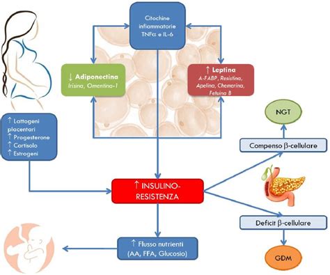 Illustrazione del meccanismo del diabete gestazionale
