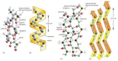 Diagramma molecolare delle subunità alfa e beta dell'hCG