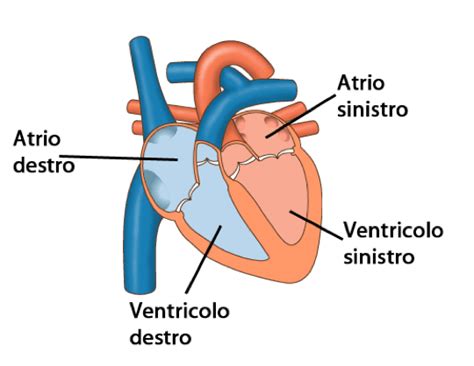 Diagramma del cuore umano con atri e ventricoli