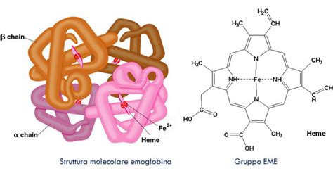 Struttura dell'Emoglobina Fetale e il suo legame con l'ossigeno
