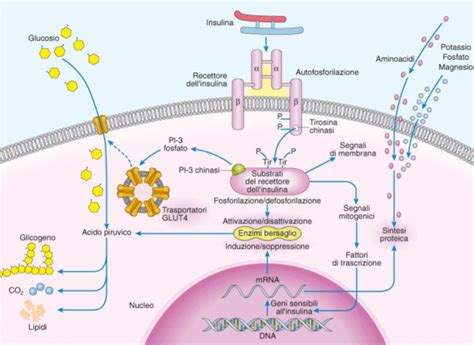 Meccanismi di ereditarietà delle Alfa-Talassemie