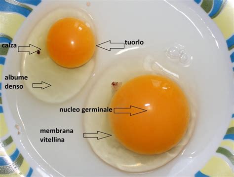 Infografica sulla composizione nutrizionale di un uovo