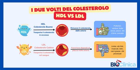 Livelli di colesterolo buono e cattivo