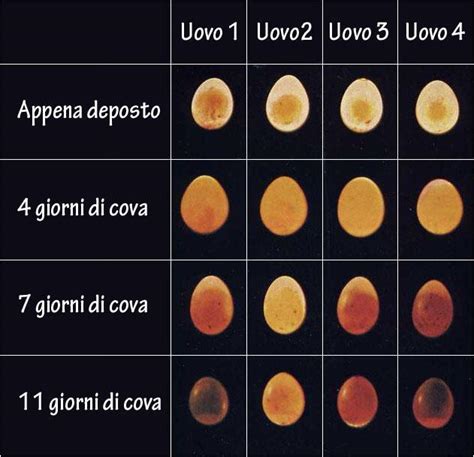 Uovo fecondato all'ottavo giorno di incubazione con embrione scuro