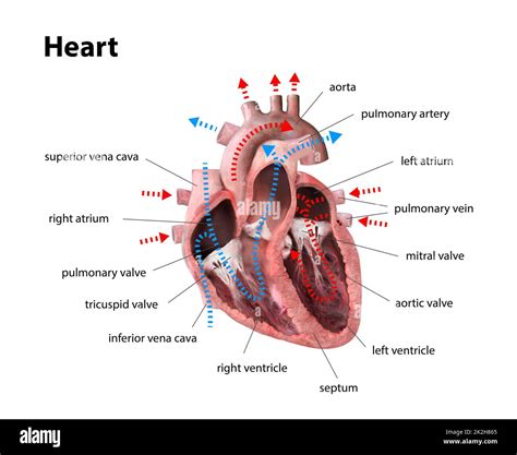 Diagramma che illustra le diverse sezioni del cuore fetale esaminate durante l'ecocardiografia