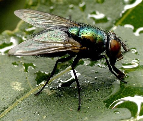 Mosca verde su una superficie