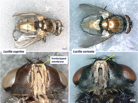 Confronto tra Lucilia sericata e Lucilia cuprina
