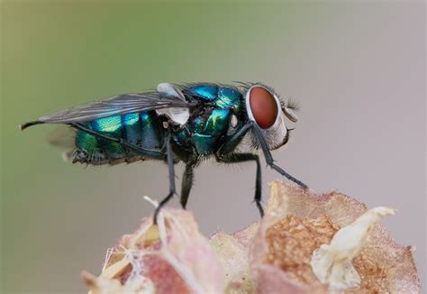 Mosca verde su cibo contaminato