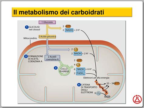 schema del metabolismo dei carboidrati