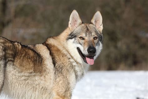 Czechoslovakian Wolfdog profile