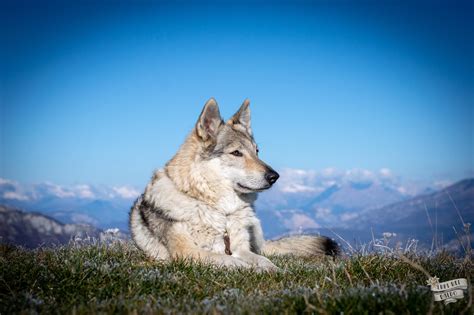 Lupo Cecoslovacco in ambiente naturale