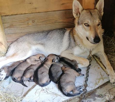 Cuccioli di Lupo Cecoslovacco durante lo svezzamento