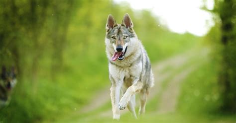 Piramide alimentare per cani di razza Lupo Cecoslovacco