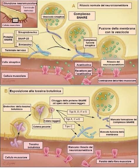 schema molecola tossina botulinica