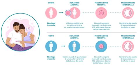 diagramma che illustra la linea temporale di fecondazione assistita post mortem