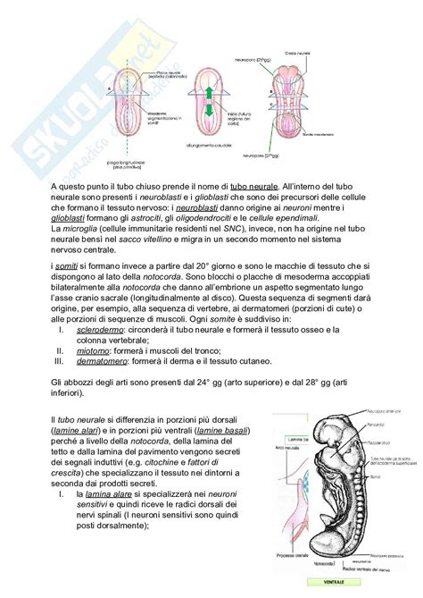 rappresentazione schematica del confronto tra embriogenesi zigotica ed embriogenesi somatica