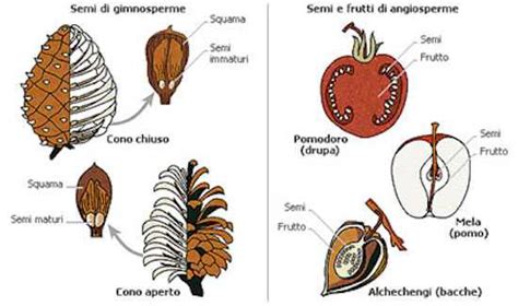diagramma comparativo tra lo sviluppo del gametofito nelle Gimnosperme e nelle Angiosperme