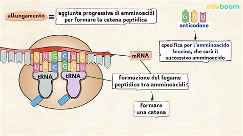 Diagramma che illustra il passaggio da DNA a proteina
