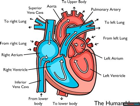 Heart diagram for kids