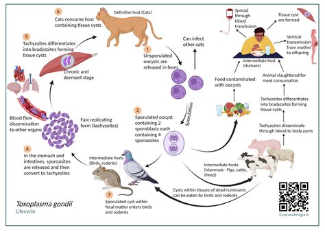 Ciclo vitale Toxoplasma gondii