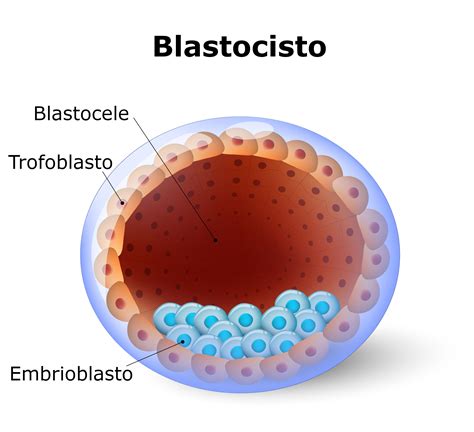 Struttura della Beta hCG e trofoblasto