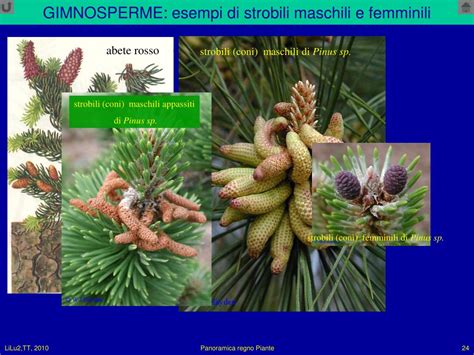 Coni maschili e femminili di gimnosperme