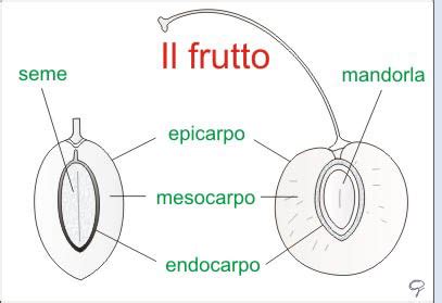 Struttura di un frutto tipico