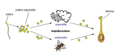 Esempi di impollinazione