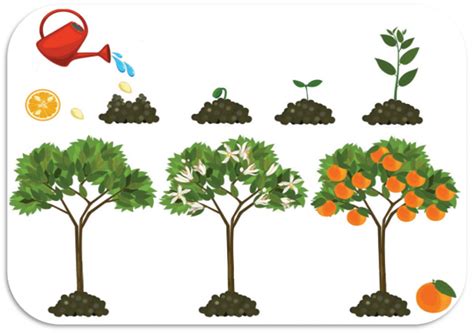 Ciclo di maturazione del frutto